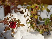 Winter Rose 3